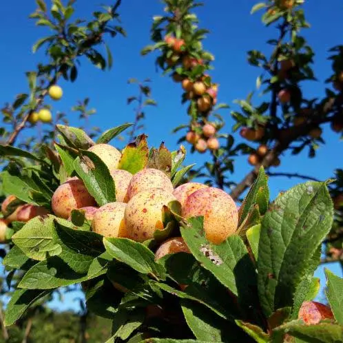 Mirabeles en almíbar de producción ecológica